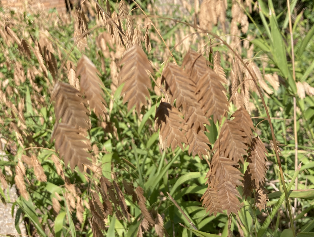 A close-up of river oats